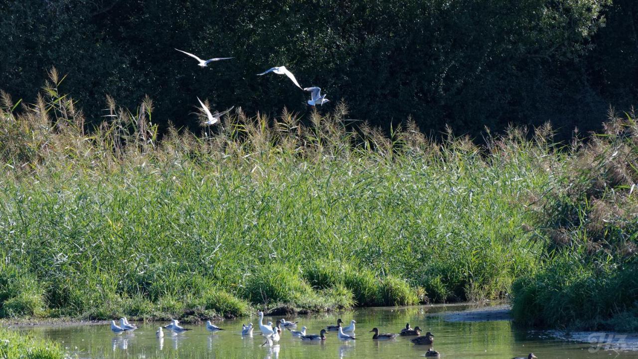 Espace Nature Studio Independant Proche Du Parc Des Oiseaux Sainte-Olive 外观 照片