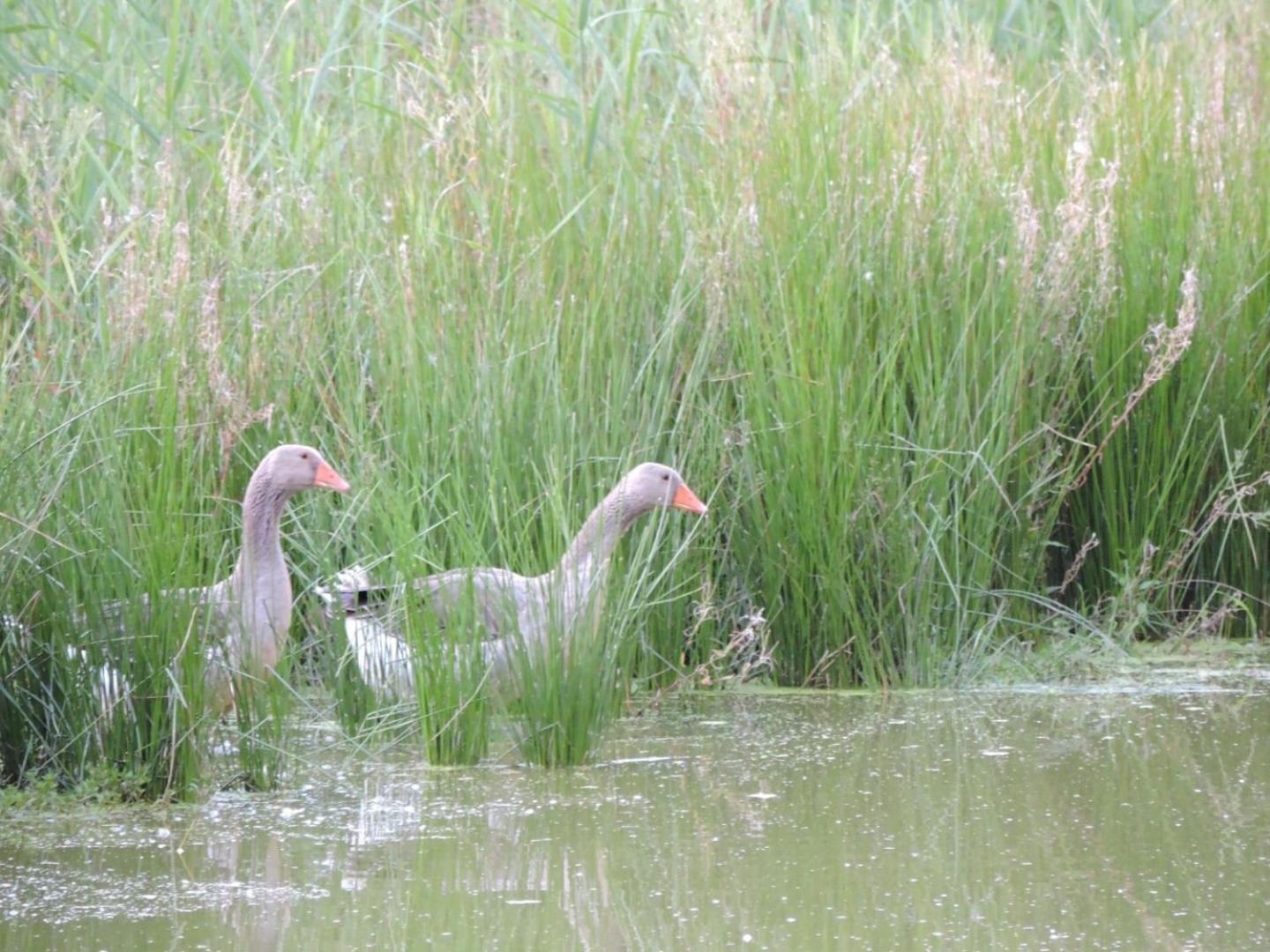 Espace Nature Studio Independant Proche Du Parc Des Oiseaux Sainte-Olive 外观 照片