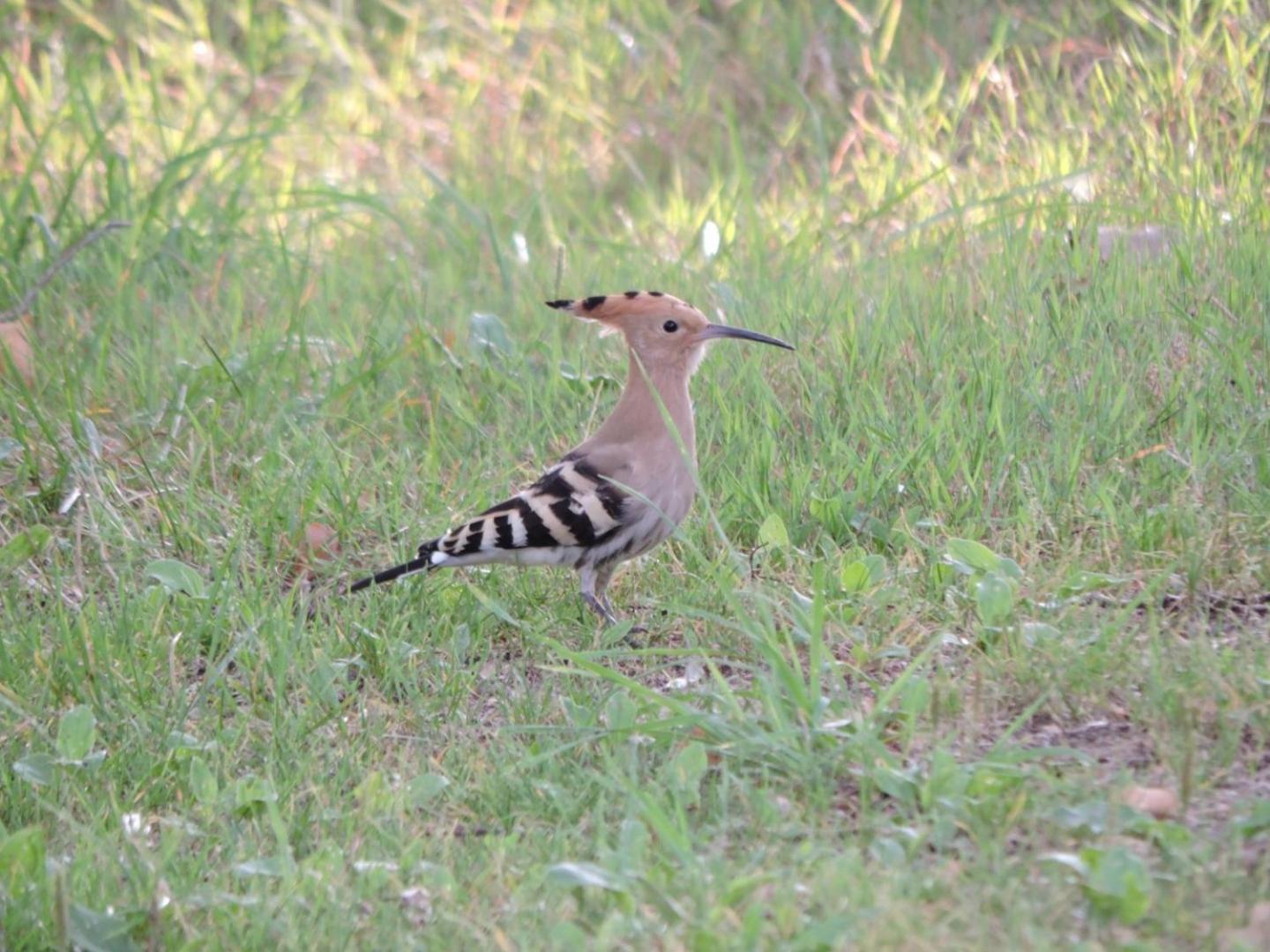 Espace Nature Studio Independant Proche Du Parc Des Oiseaux Sainte-Olive 外观 照片