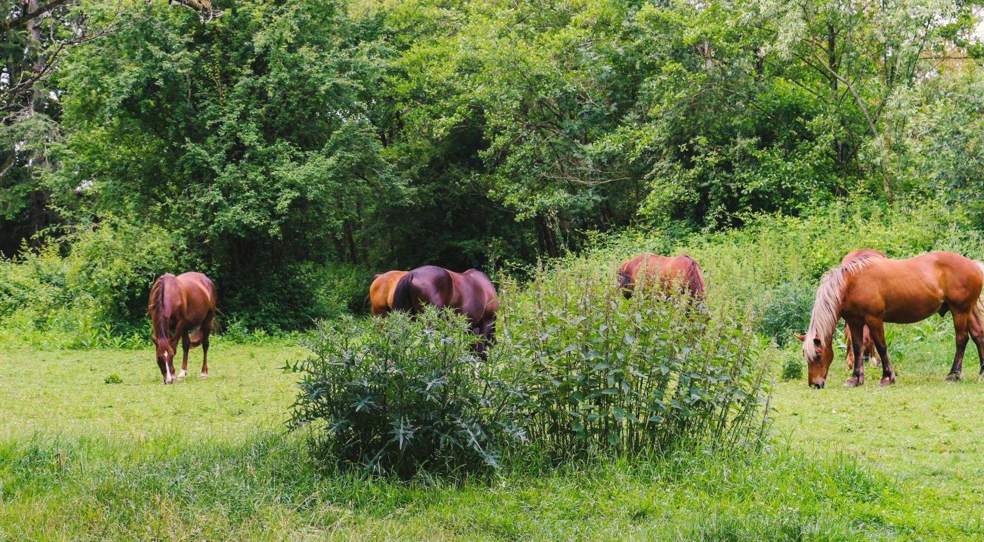Espace Nature Studio Independant Proche Du Parc Des Oiseaux Sainte-Olive 外观 照片
