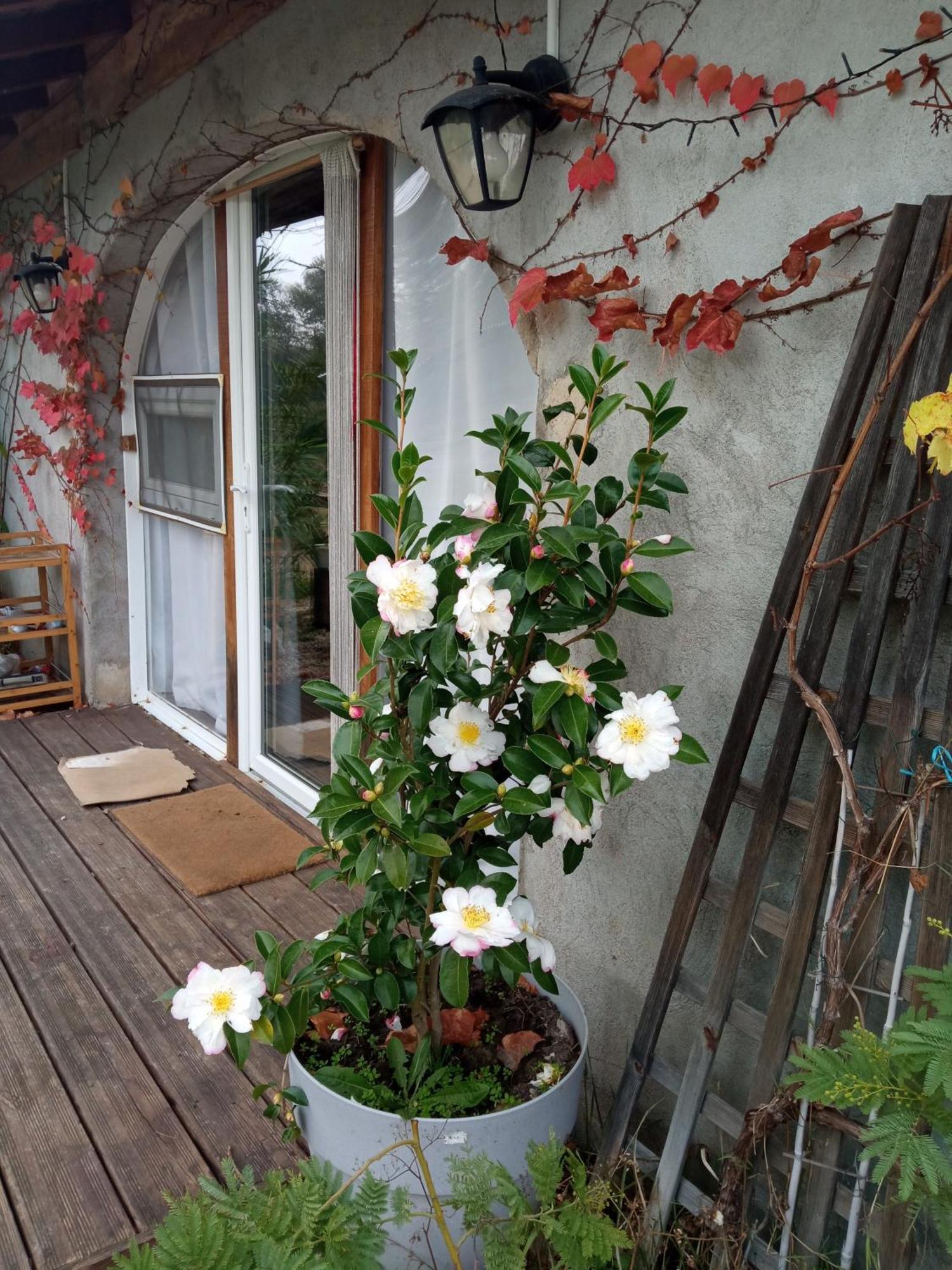 Espace Nature Studio Independant Proche Du Parc Des Oiseaux Sainte-Olive 外观 照片