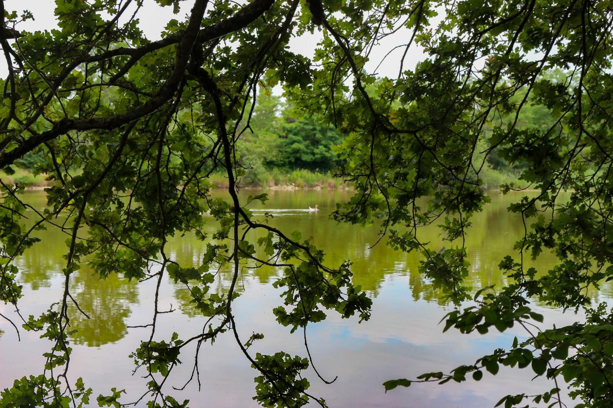 Espace Nature Studio Independant Proche Du Parc Des Oiseaux Sainte-Olive 外观 照片